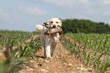 GOLDEN RETRIEVER 400